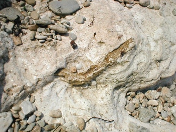 Минерализованная кость среднекайнозойского млекопитающего. Прямо на пляже...