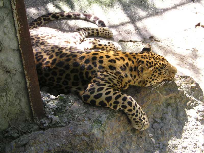 Ягуар или Леопард - непомню